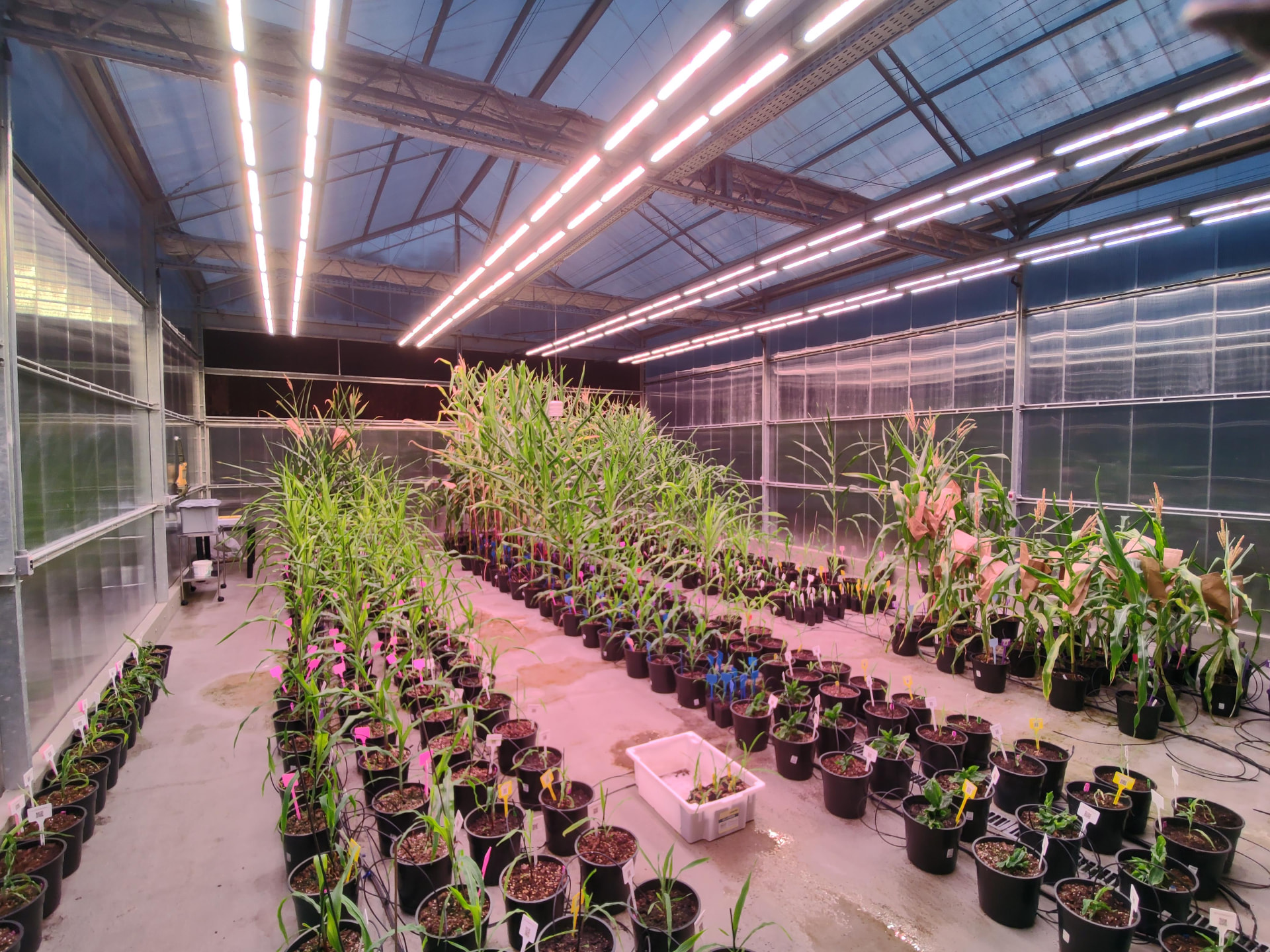 Greenhouse trial with rows of maize plants under grow lights