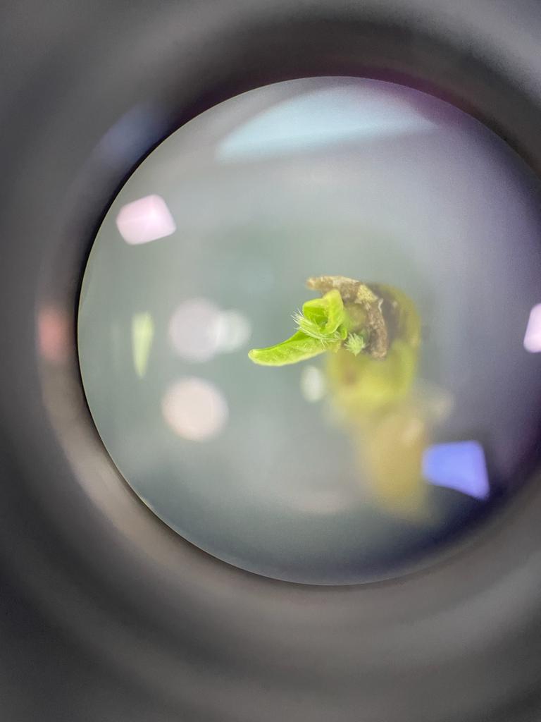 Seedling viewed through a microscope lens