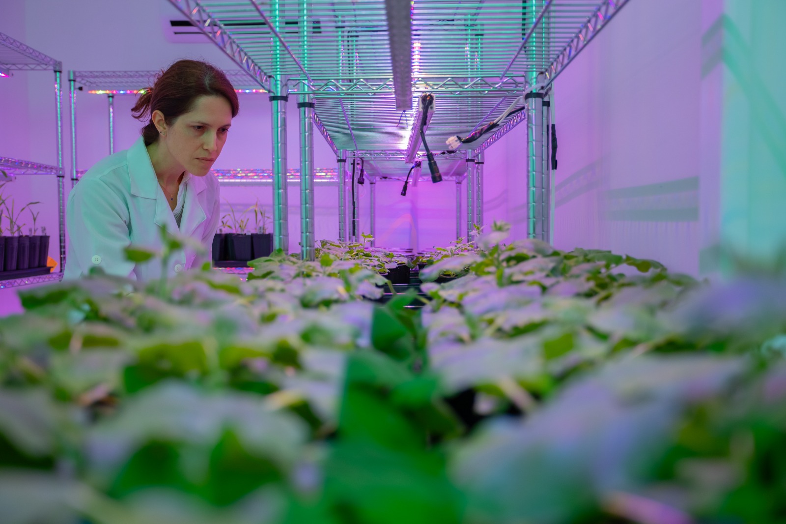 Researcher inspecting plants in a controlled growth chamber